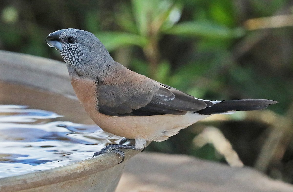 Gray-headed Silverbill - ML494839041