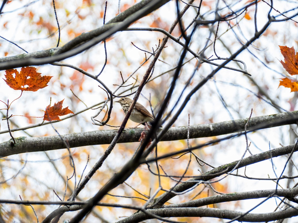 Hermit Thrush - jean paquette