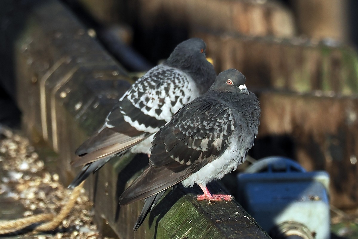 Rock Pigeon (Feral Pigeon) - ML494840441