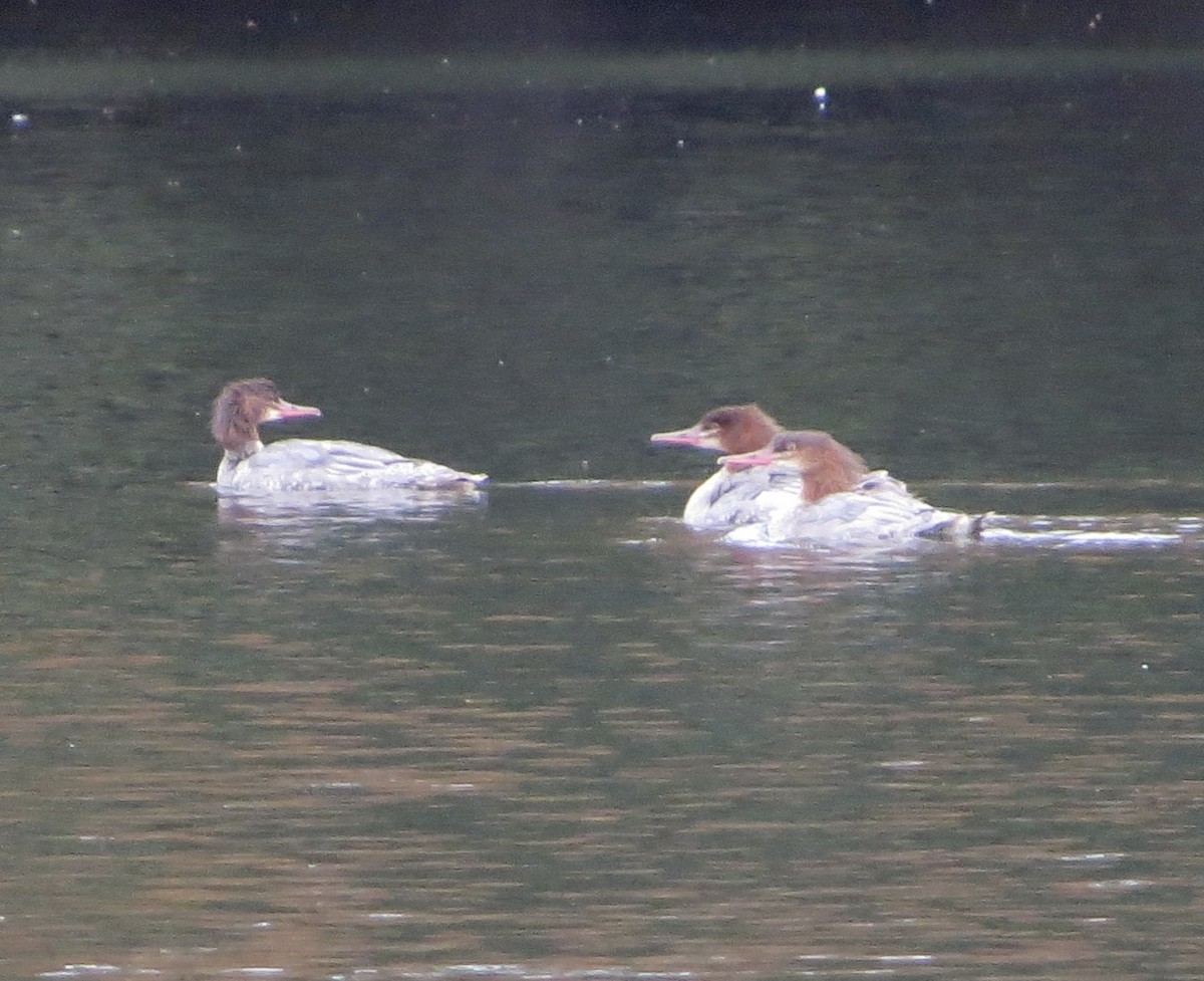 Common Merganser - ML494841041