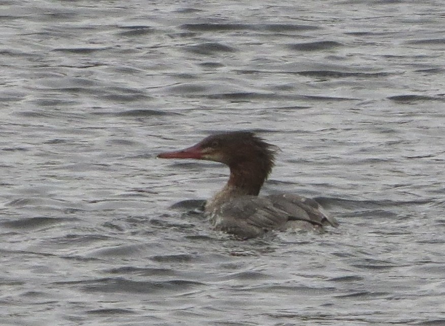 Common Merganser - ML494841051