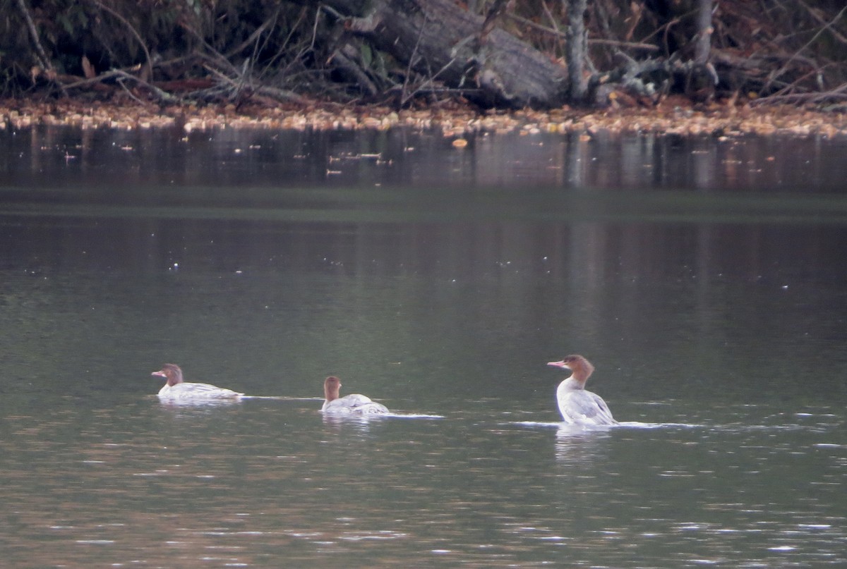 Common Merganser - ML494841321