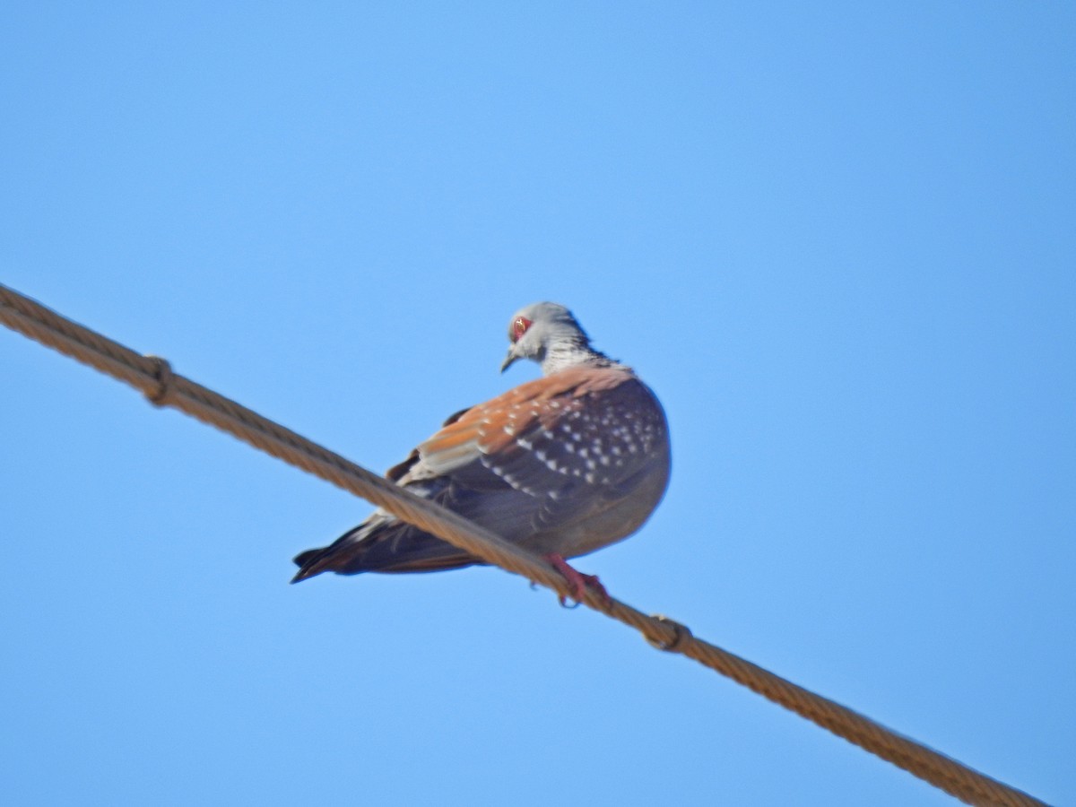 Speckled Pigeon - Bill Ypsilantis