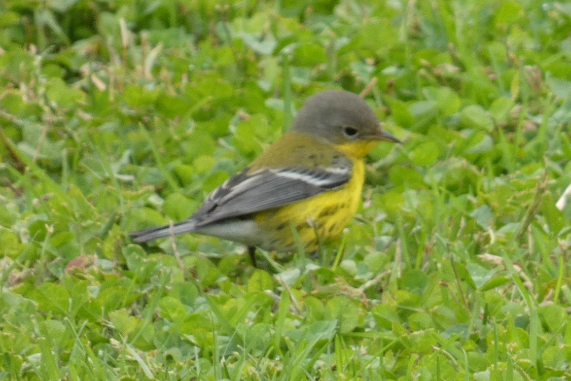 Magnolia Warbler - Anonymous