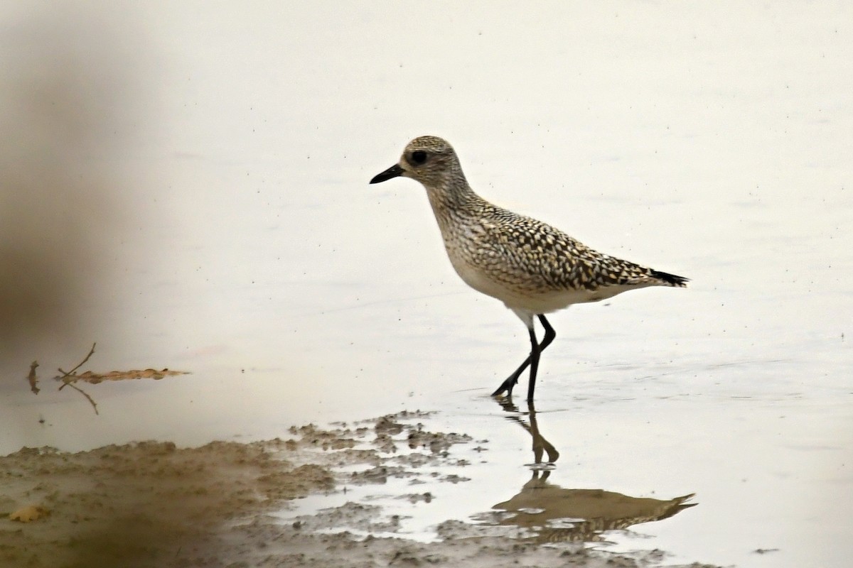 Black-bellied Plover - ML494843691