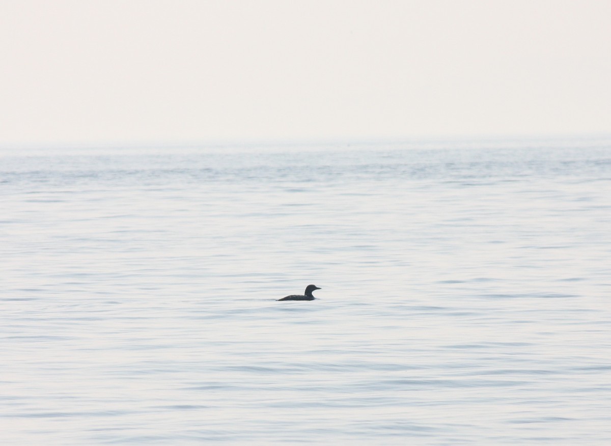 Common Loon - ML494844481