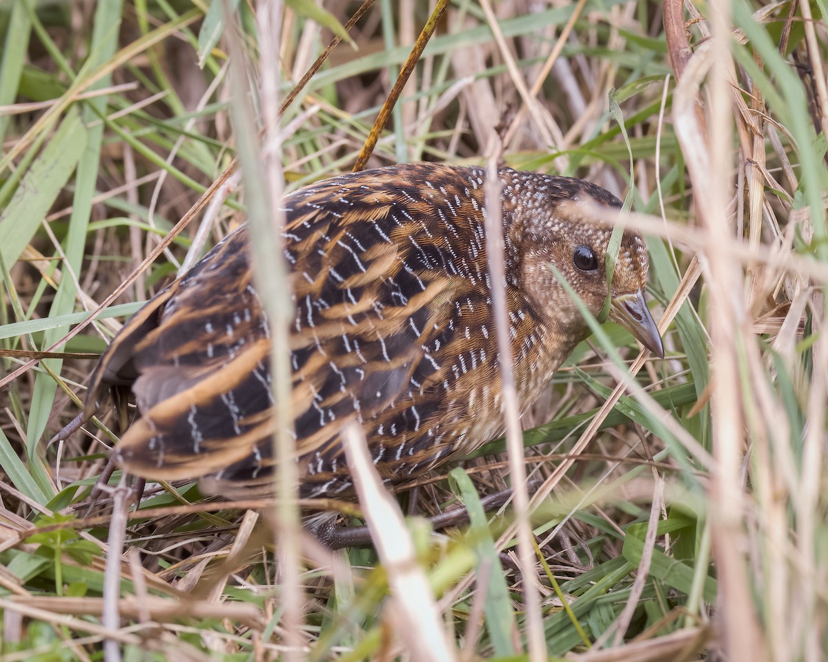 Yellow Rail - ML494846441