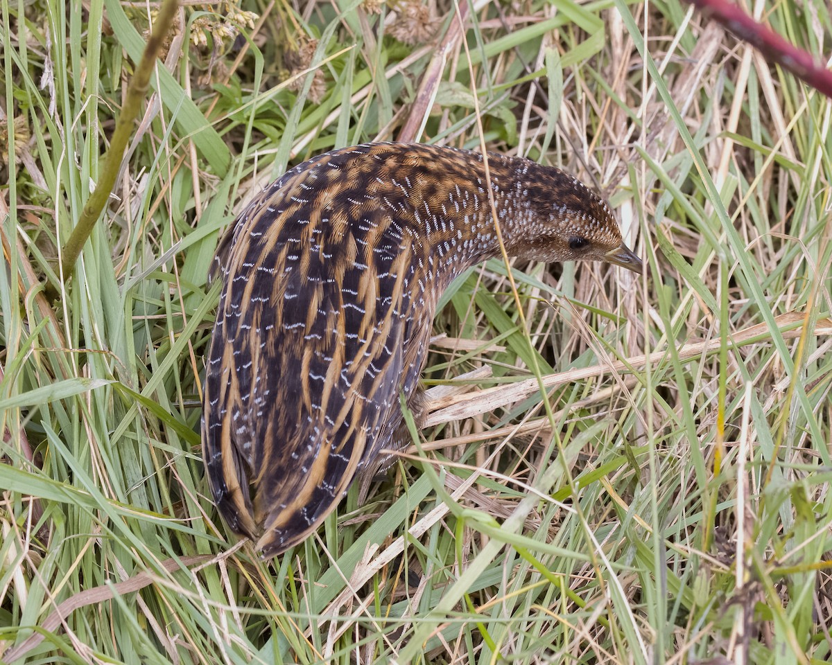 Yellow Rail - ML494846511