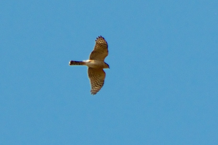 Sharp-shinned Hawk - ML49484861