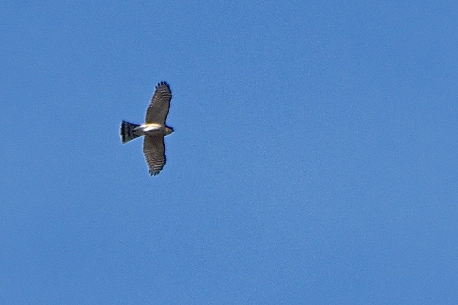 Sharp-shinned Hawk - ML49484871