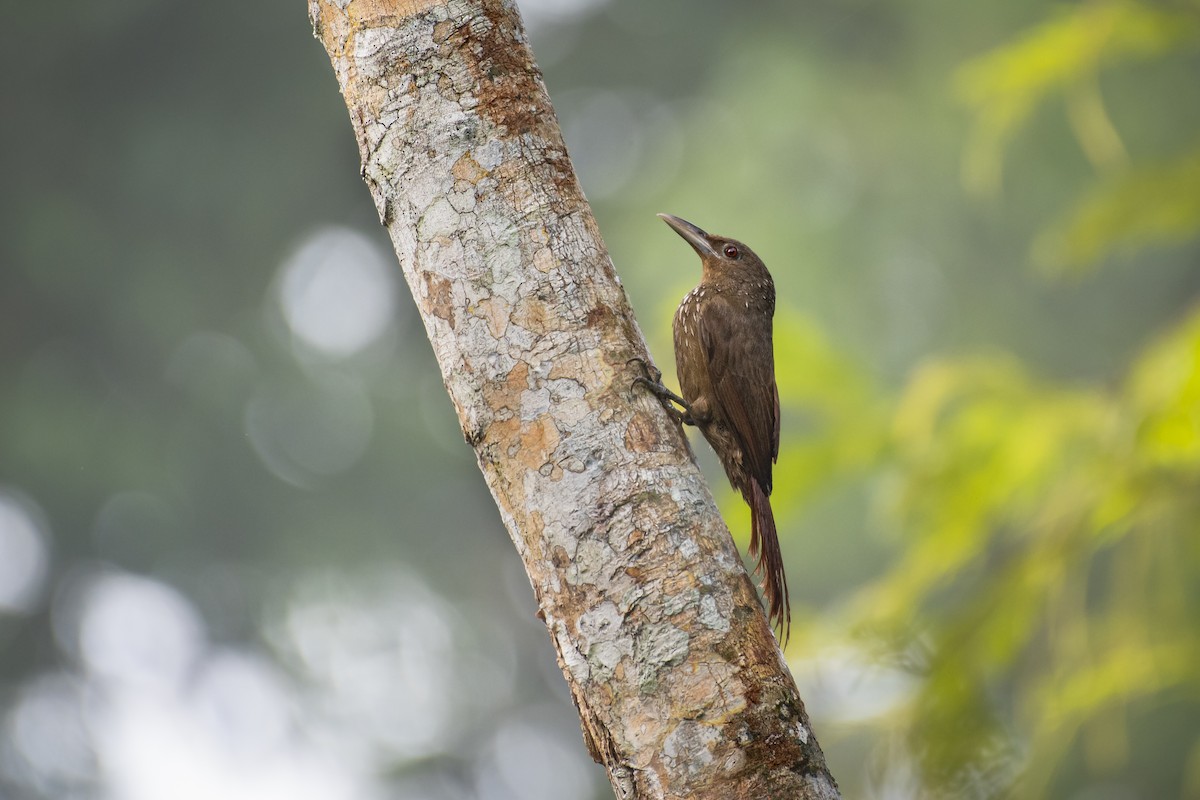 bleknebbtreløper (rufigula) - ML494849171