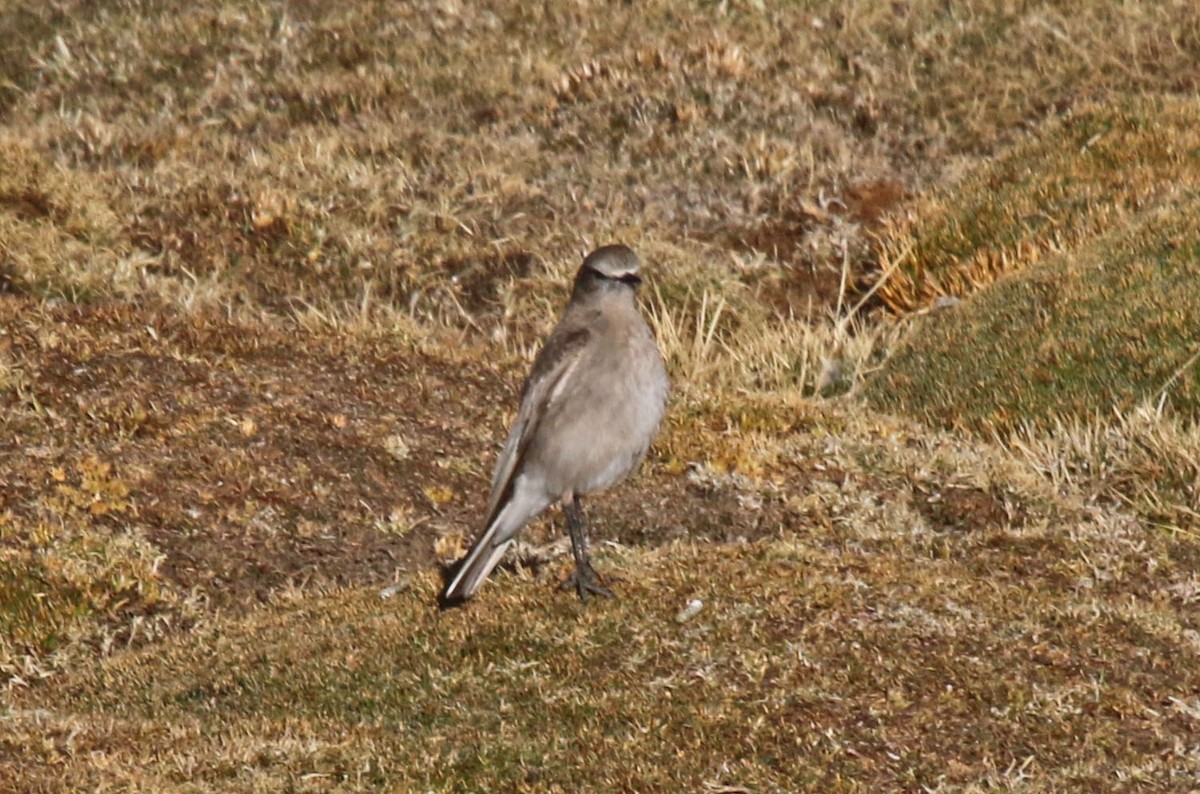 White-fronted Ground-Tyrant - ML494849231