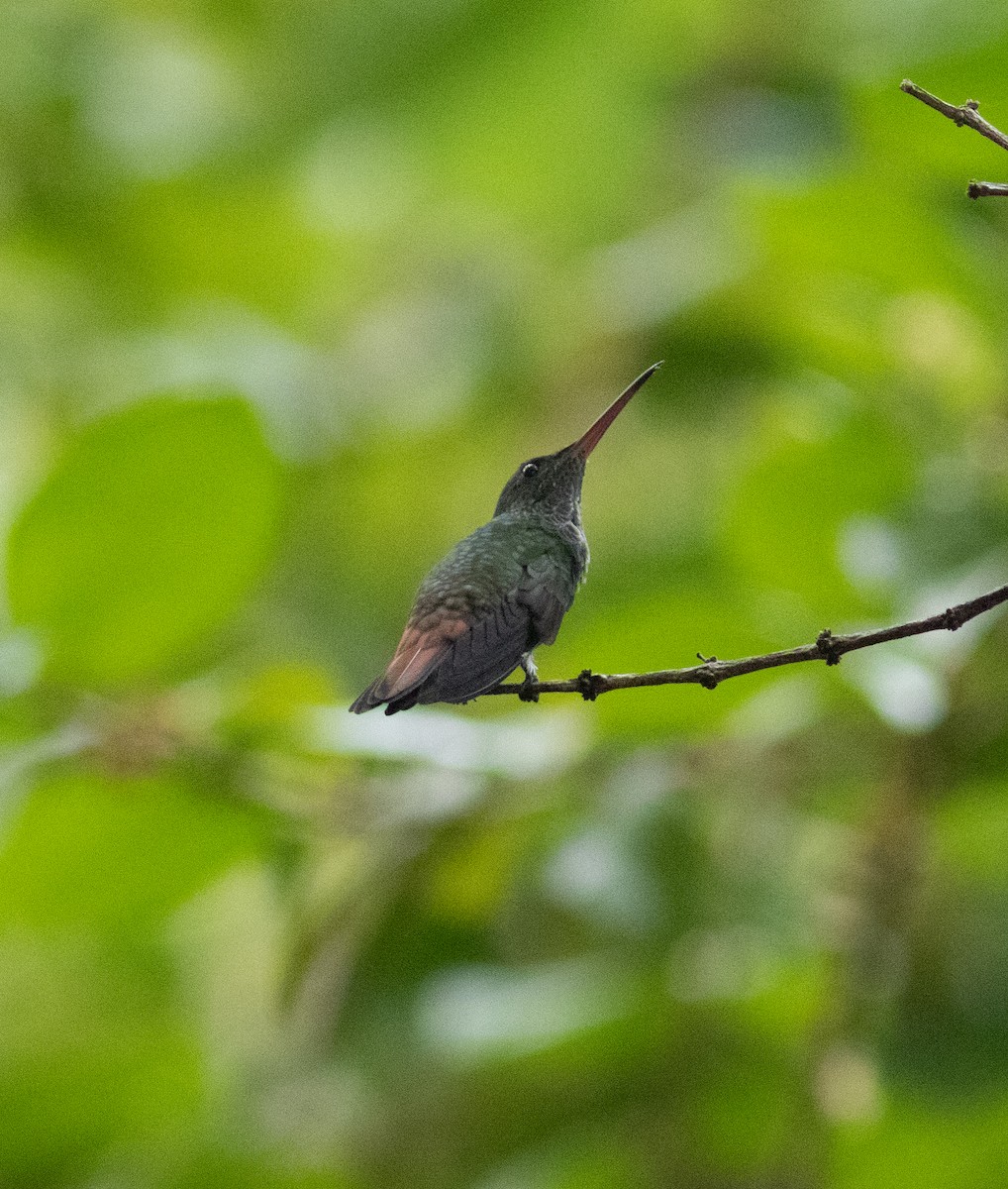 Rufous-tailed Hummingbird (Escudo) - Euclides "Kilo" Campos