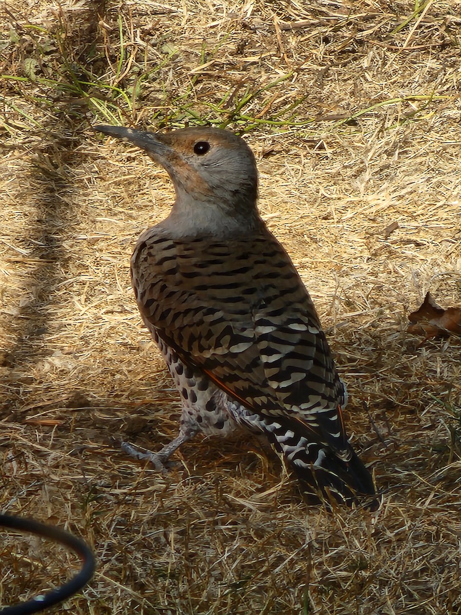 Northern Flicker - ML494850981