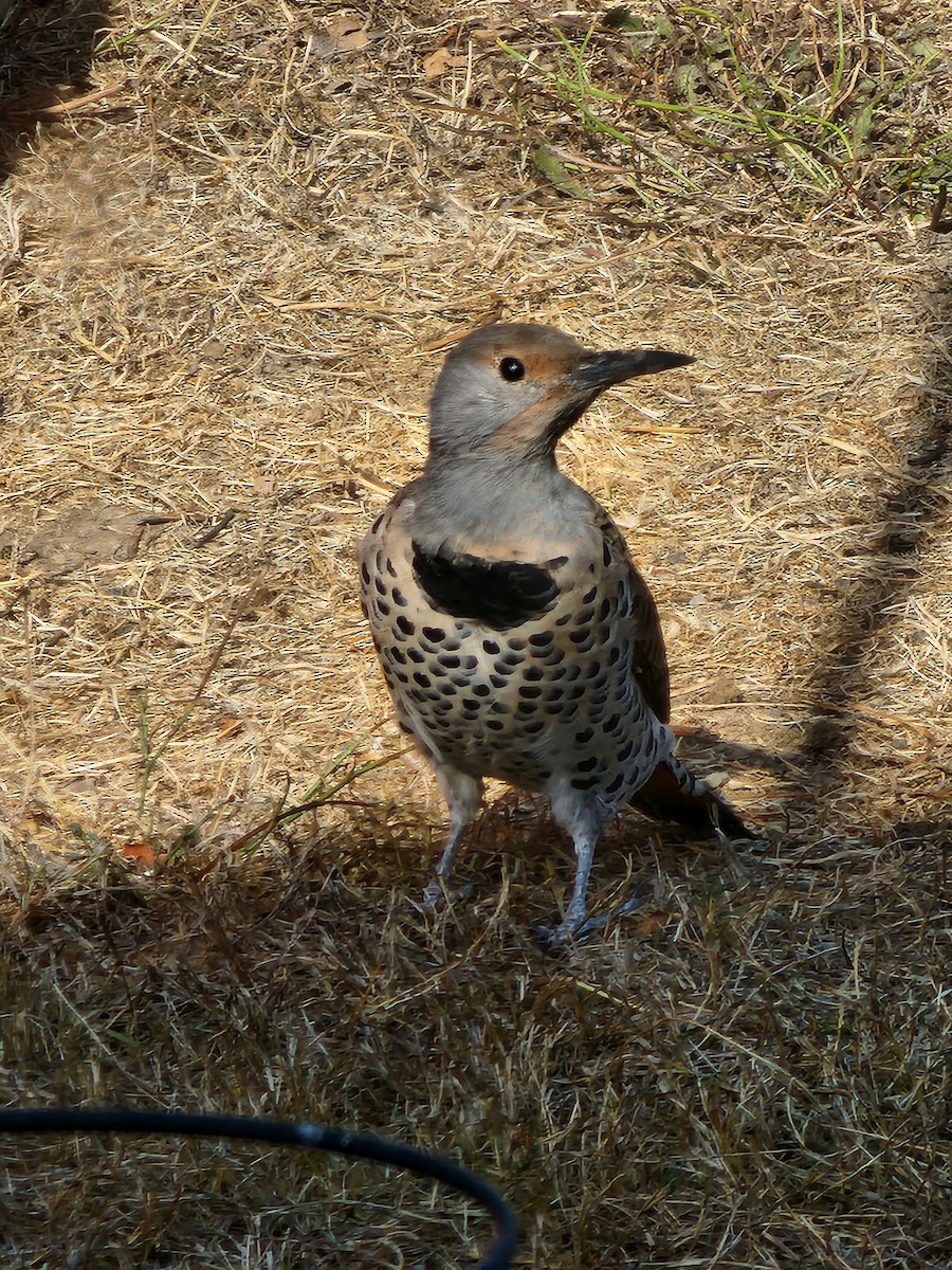 ハシボソキツツキ - ML494851011