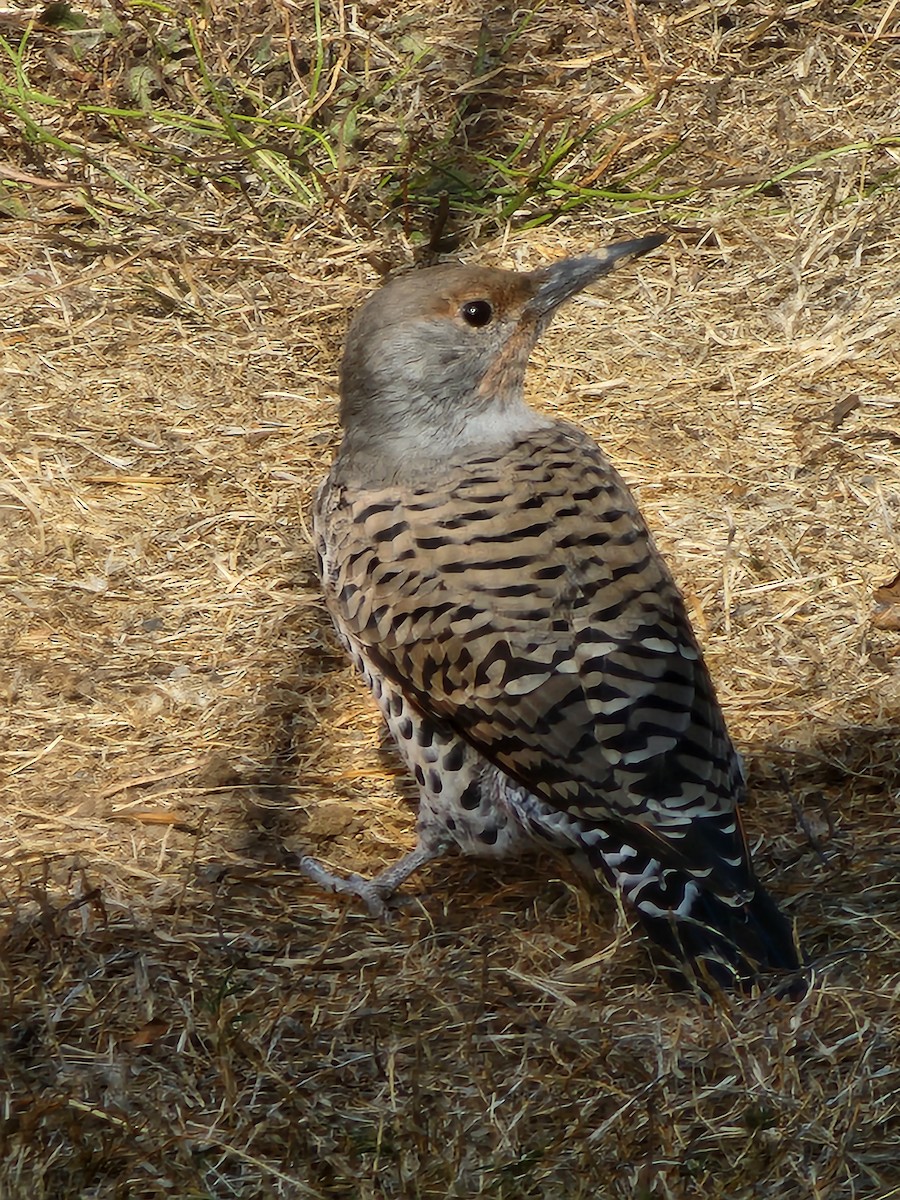 Northern Flicker - ML494851151