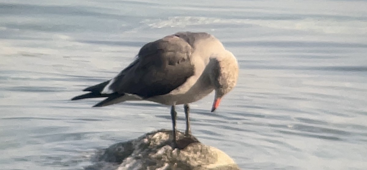 Heermann's Gull - Craig R Miller