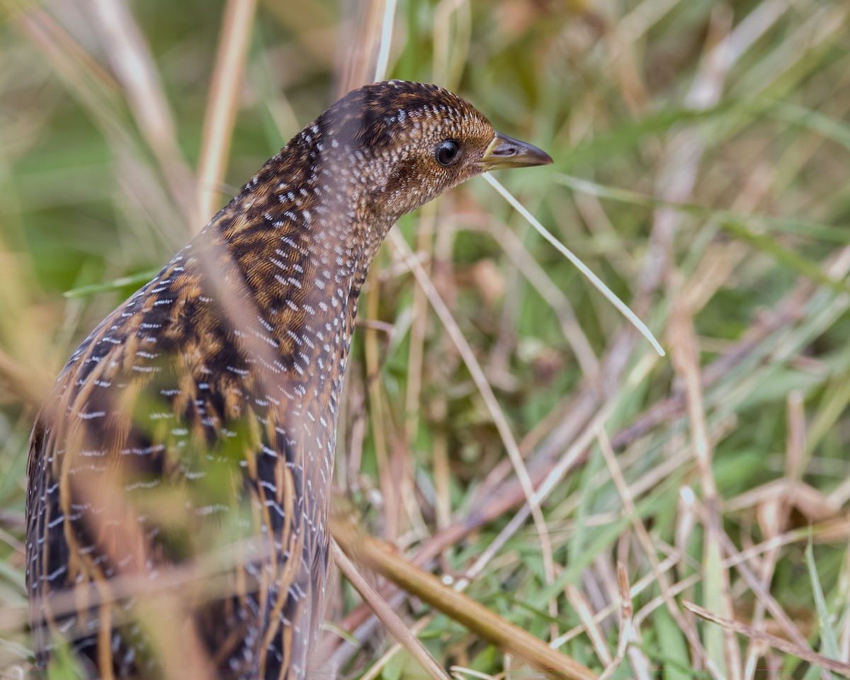 Yellow Rail - ML494852501