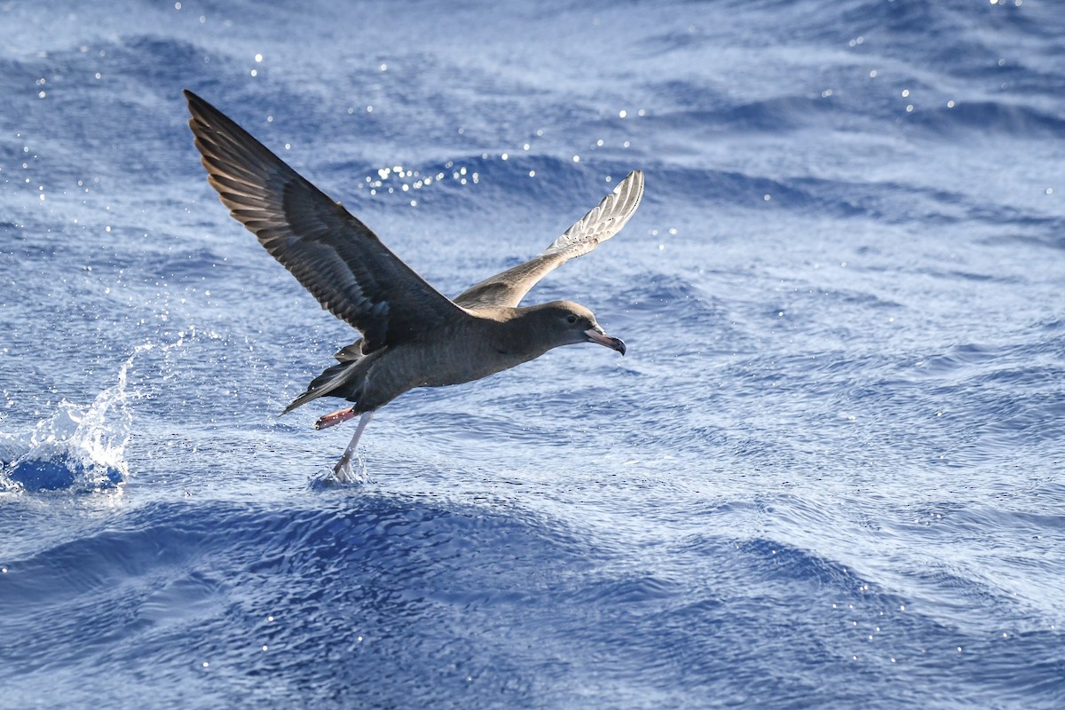 Flesh-footed Shearwater - ML494853161