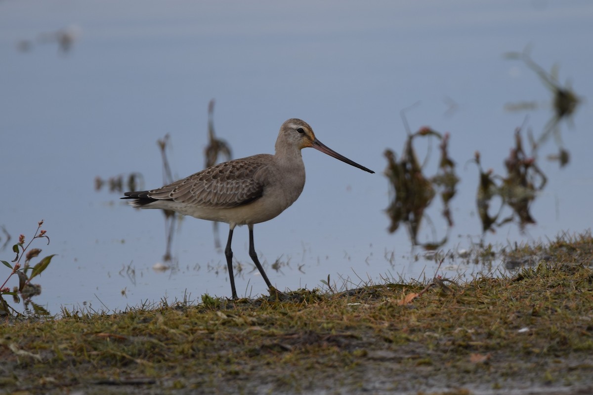 Hudsonian Godwit - Henri Ouellet