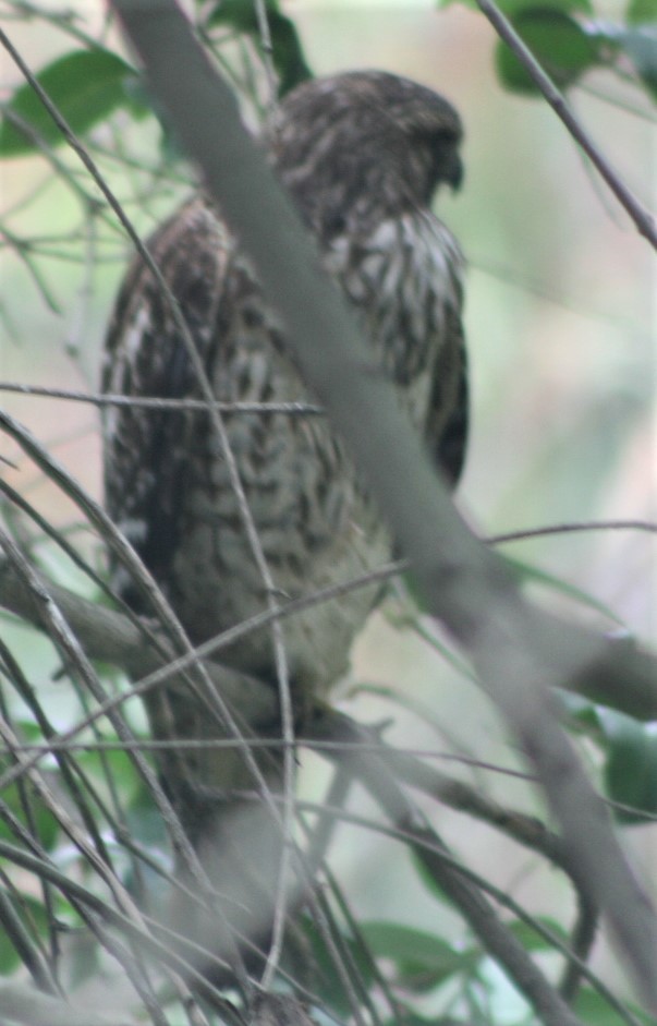 Buteo sp. - Marie Barnidge-McIntyre