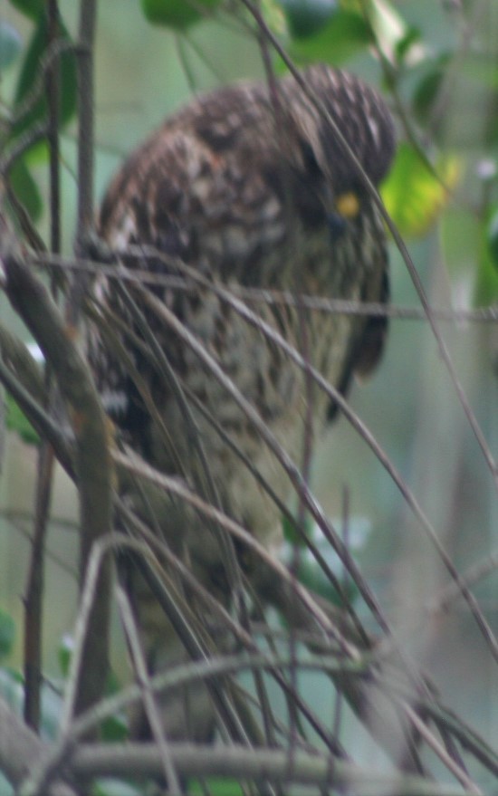 Buteo sp. - ML494855841