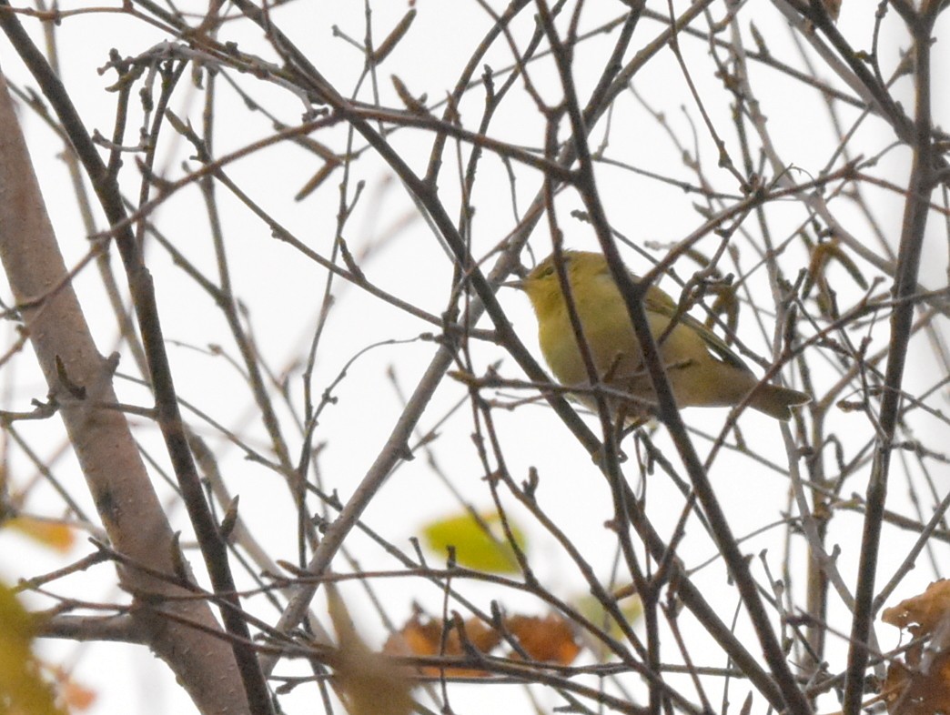 Tennessee Warbler - ML494858731