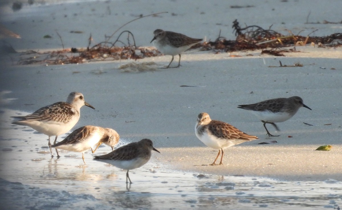 Black-bellied Plover - ML494860371