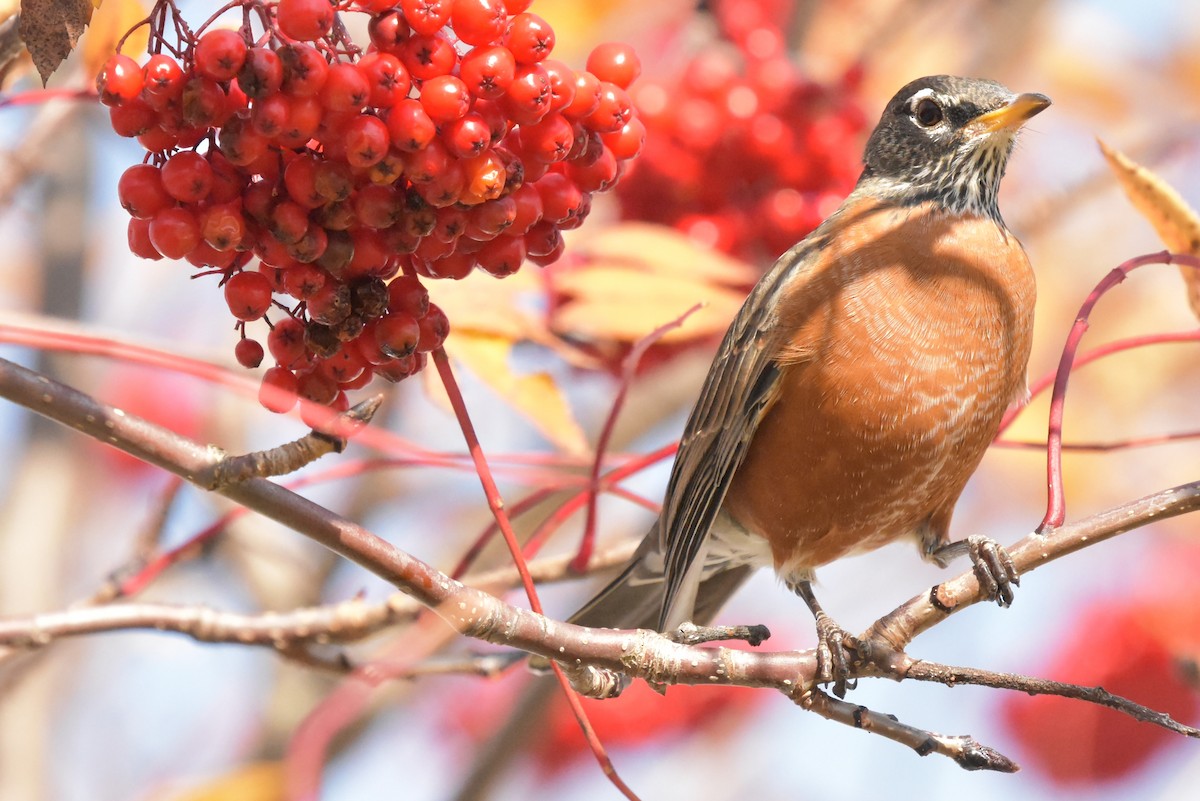 American Robin - ML494861521