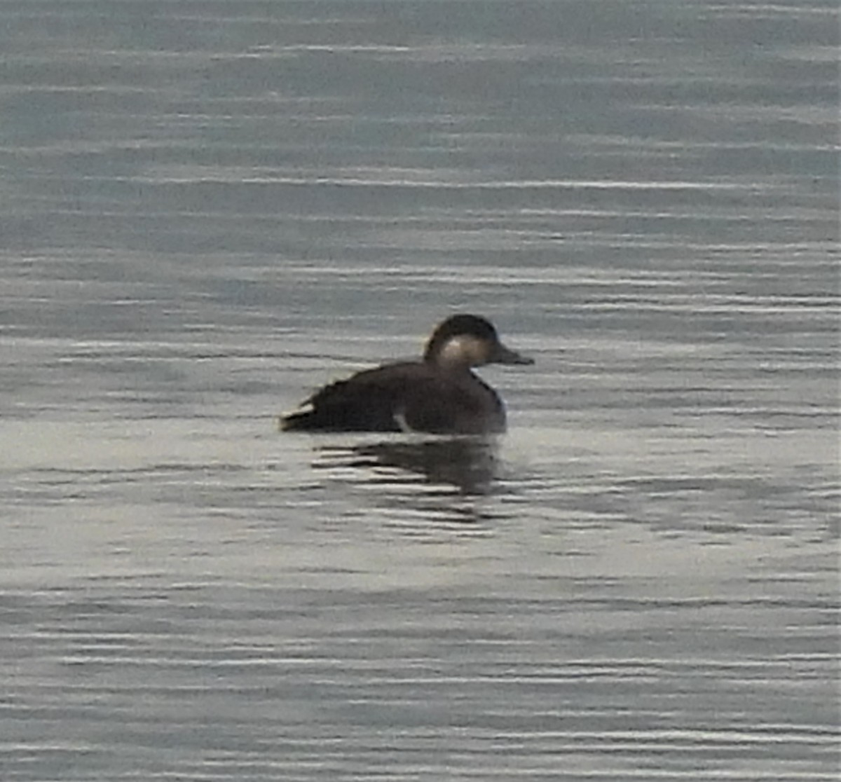 Black Scoter - ML494862591