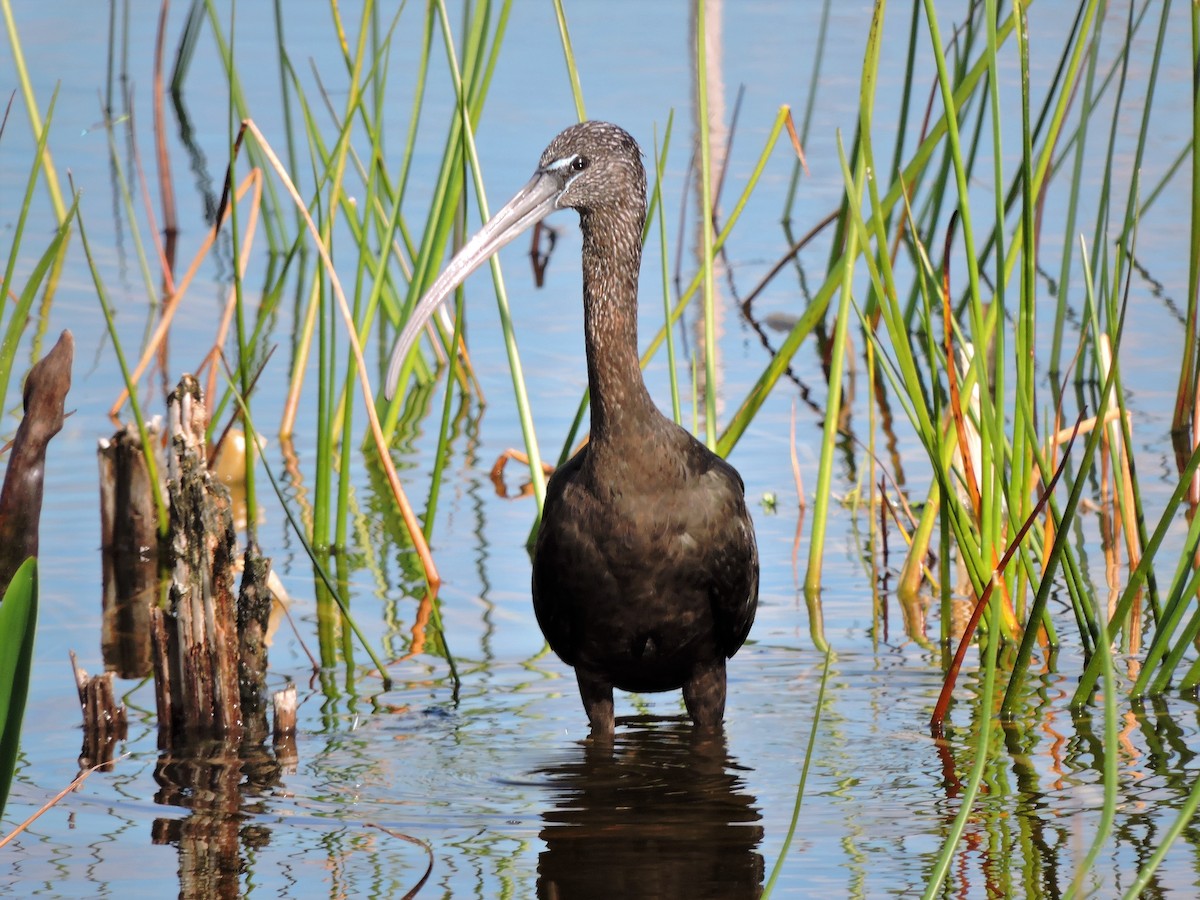 ibis hnědý - ML49486271