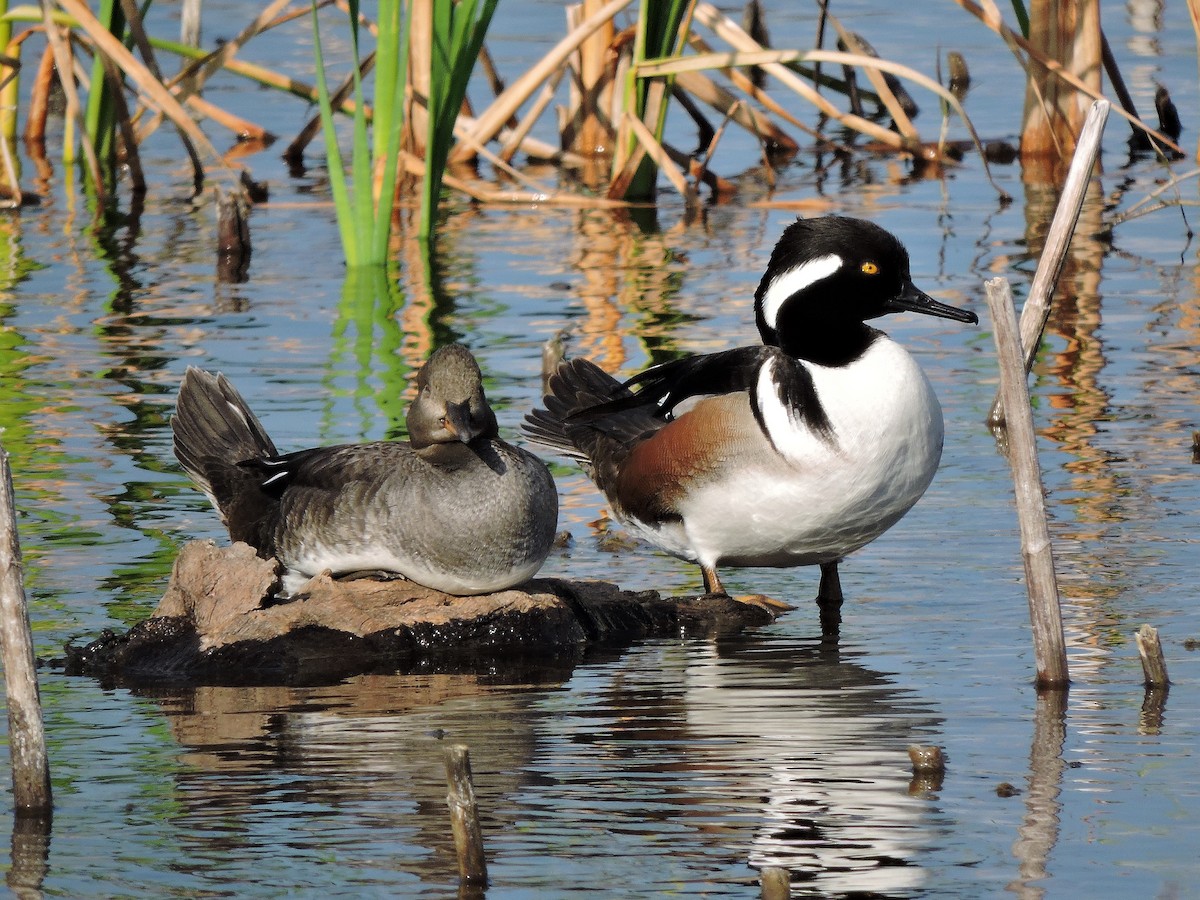 Hooded Merganser - S. K.  Jones