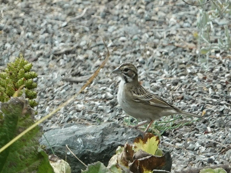 Lark Sparrow - Tim Bray