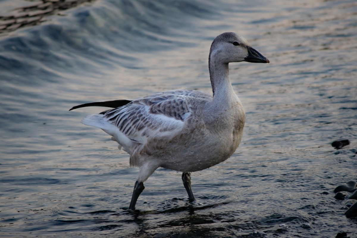 Snow Goose - ML494864071
