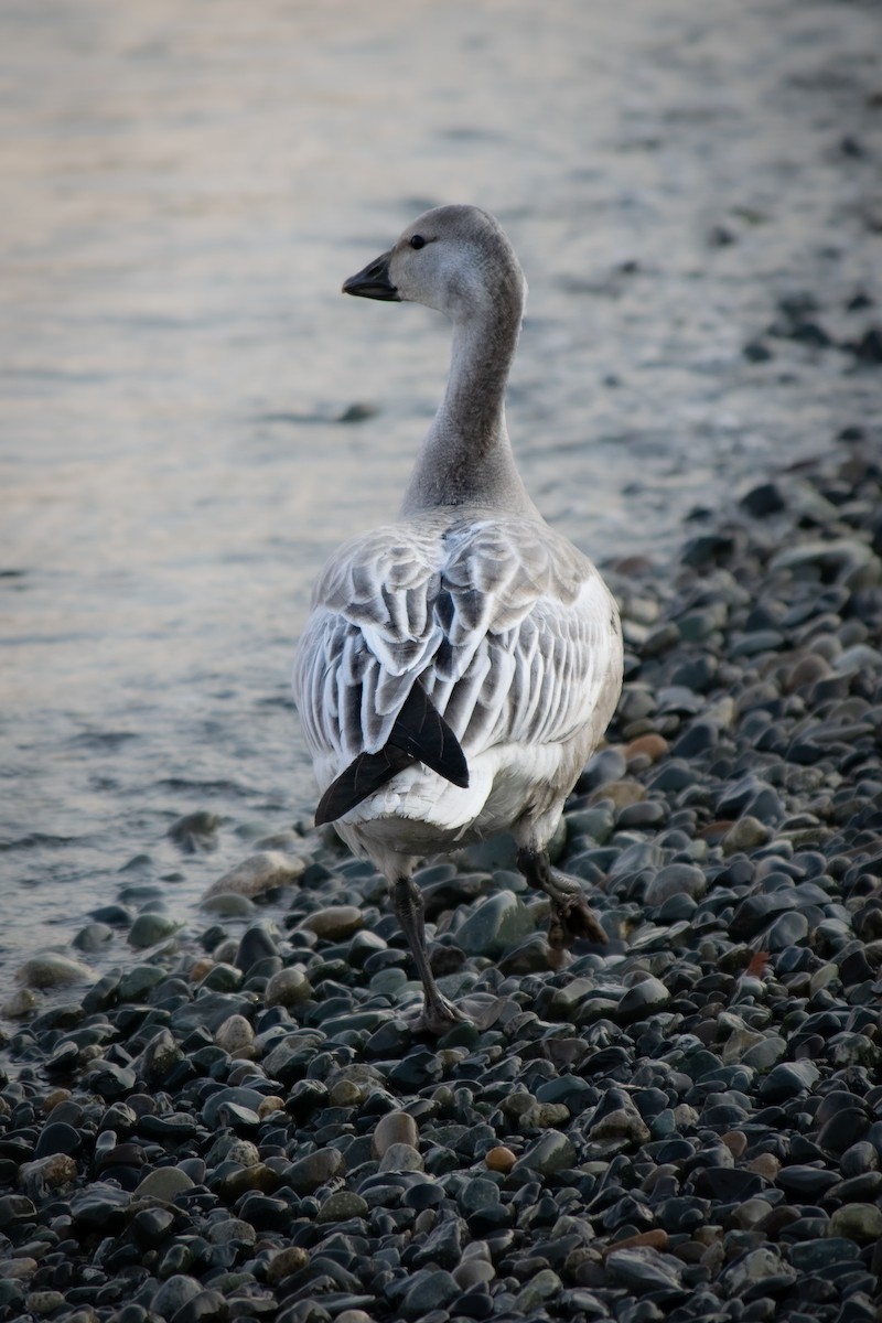 Snow Goose - ML494864081