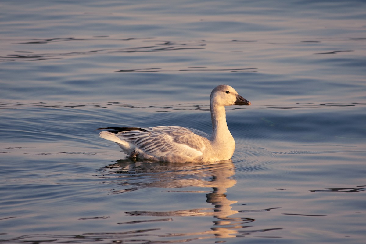 Snow Goose - ML494864091