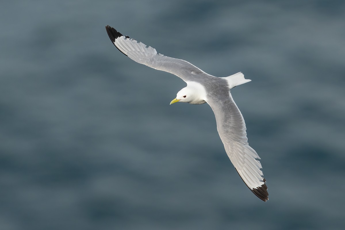 Black-legged Kittiwake - Dorian Anderson