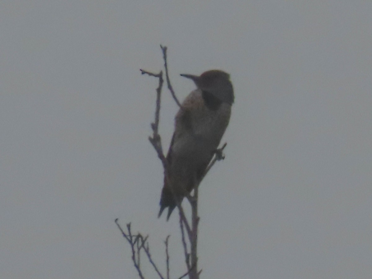 Northern Flicker - ML494864581