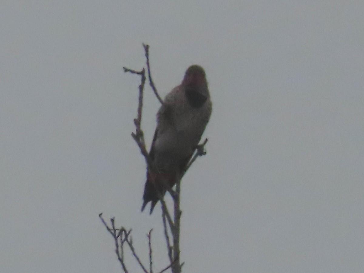 Northern Flicker - ML494864591