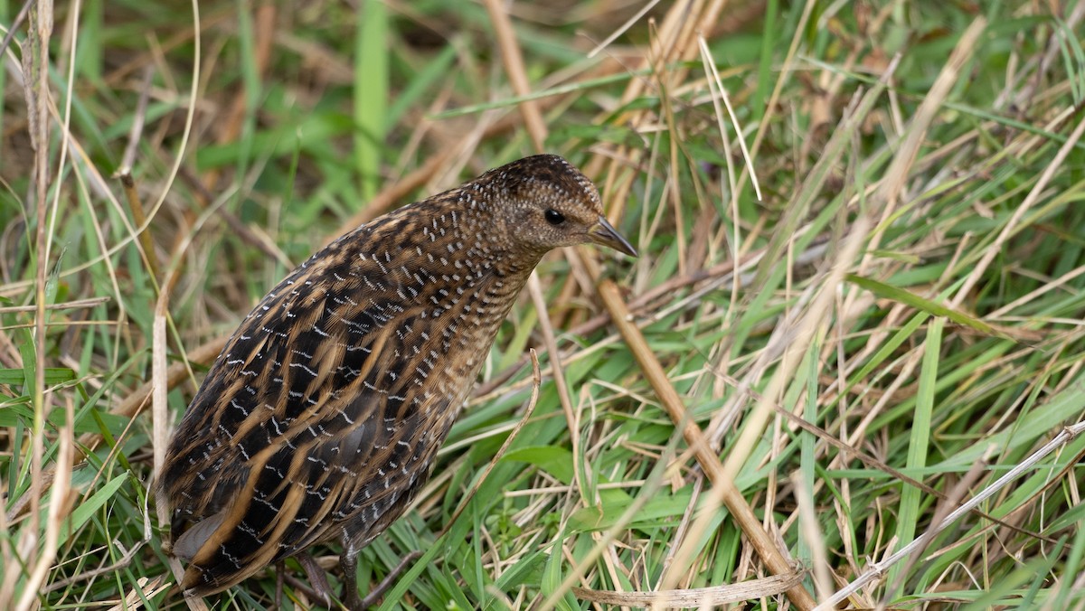 Yellow Rail - ML494864671