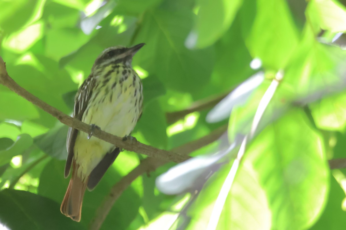 Sulphur-bellied Flycatcher - Vinicio Cruz