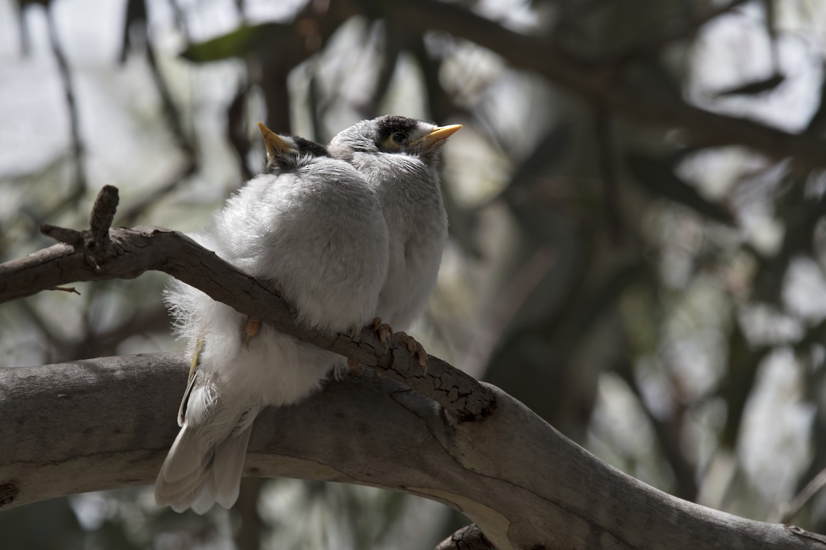 Noisy Miner - ML494866201