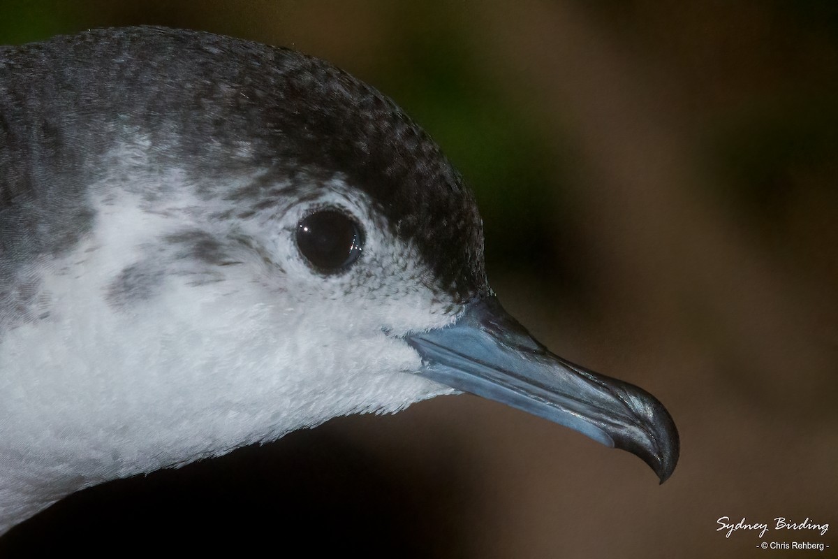 Little Shearwater - Chris Rehberg  | Sydney Birding