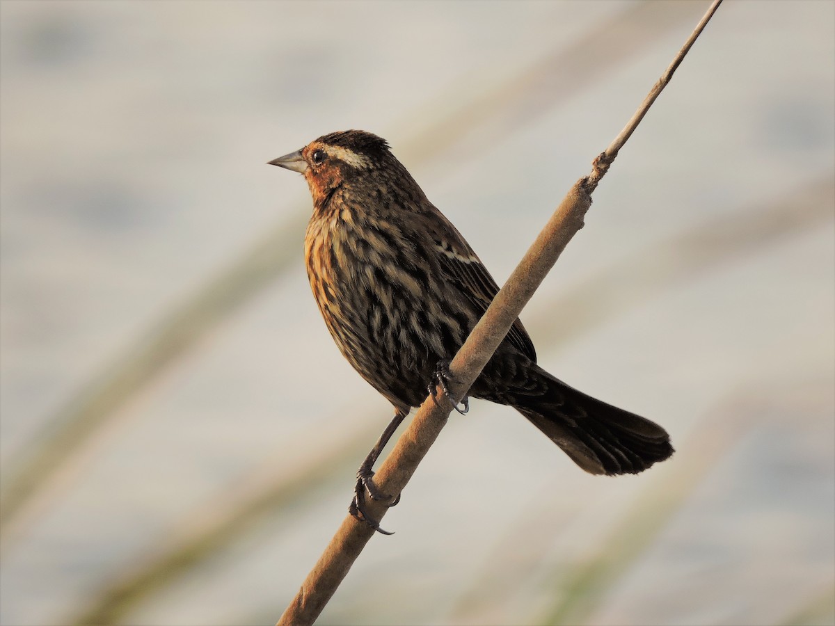 Red-winged Blackbird - ML49486741