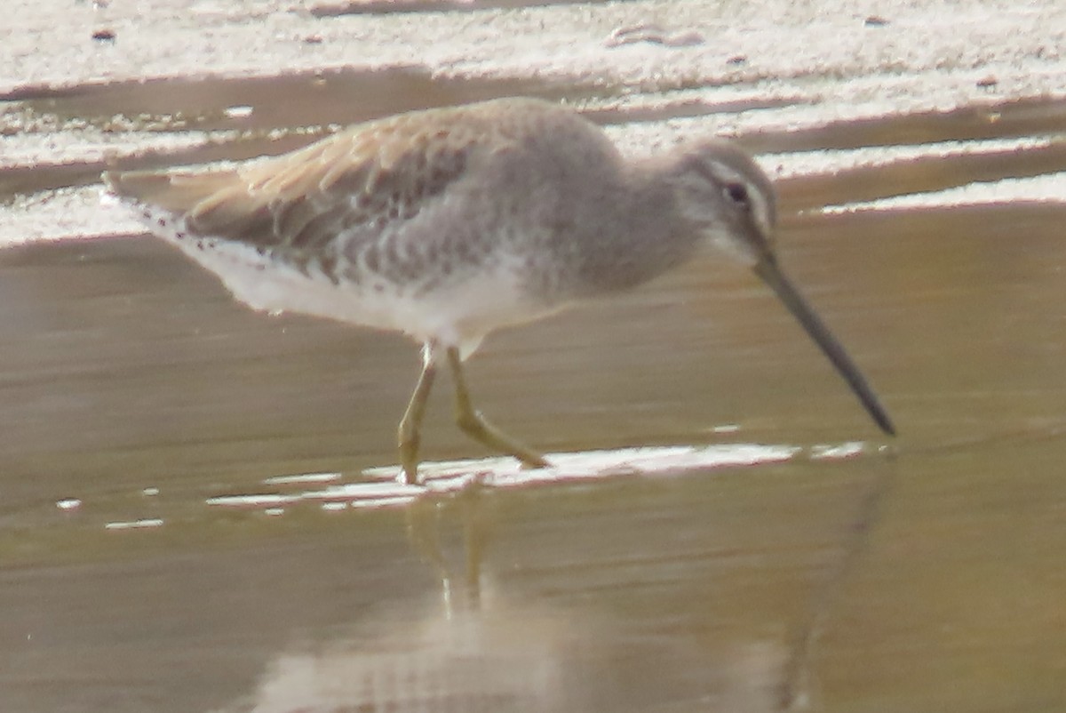Short-billed Dowitcher (griseus) - ML494868291
