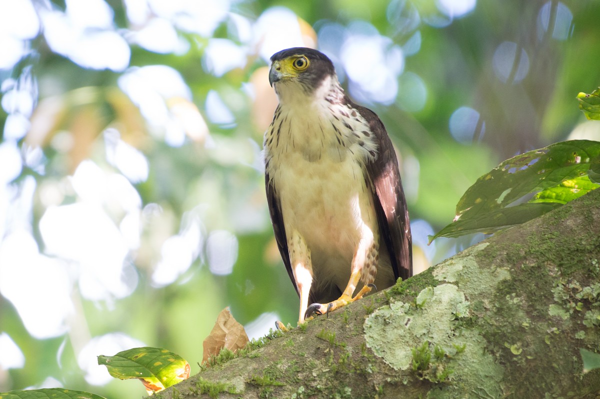 Bicolored Hawk - ML49486841