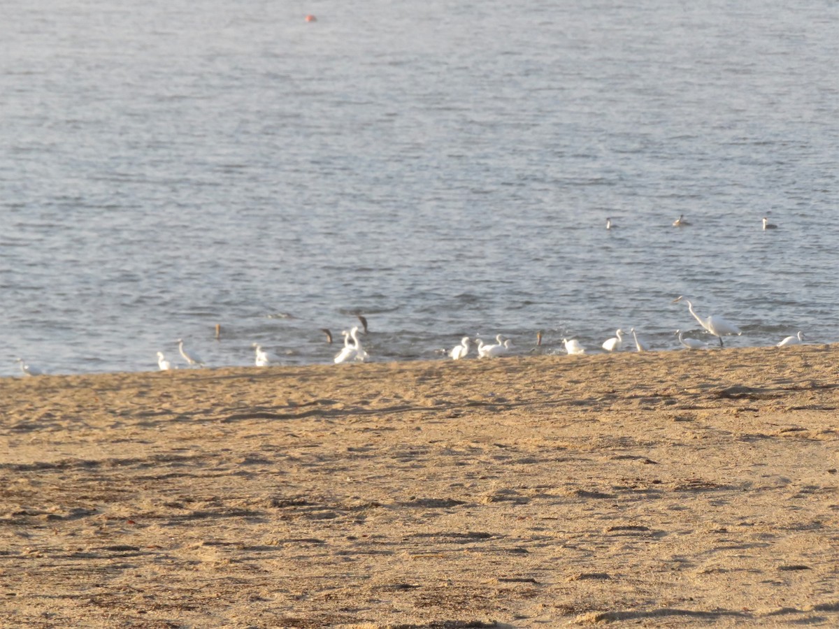 Snowy Egret - ML494868921