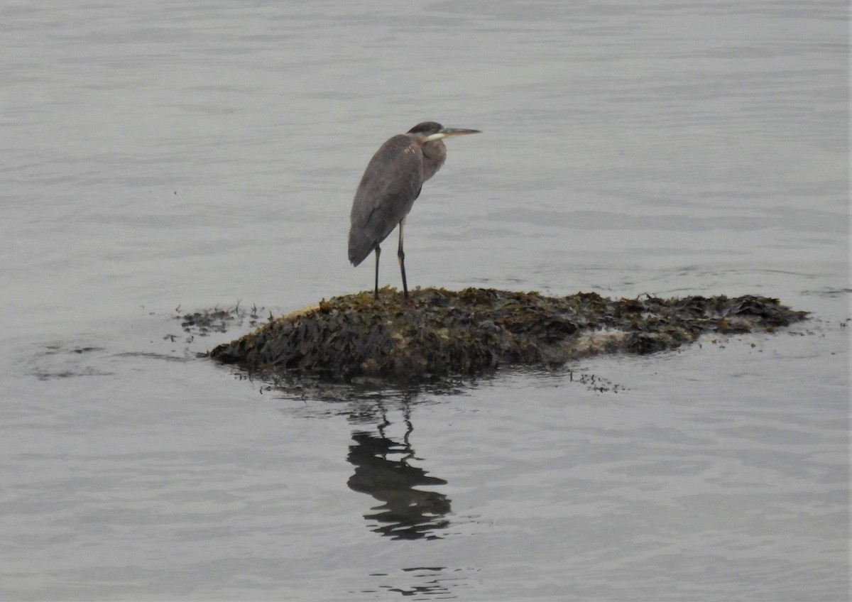 Great Blue Heron - ML494868941