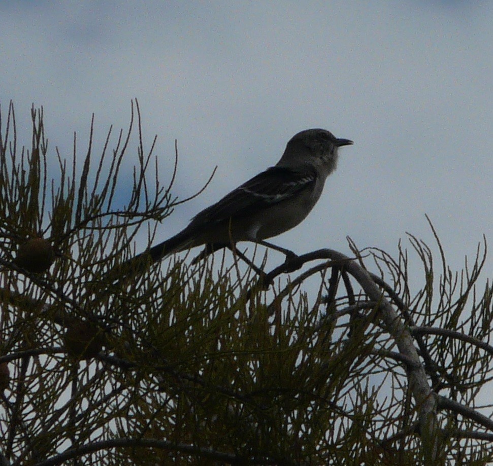 Northern Mockingbird - ML494868971