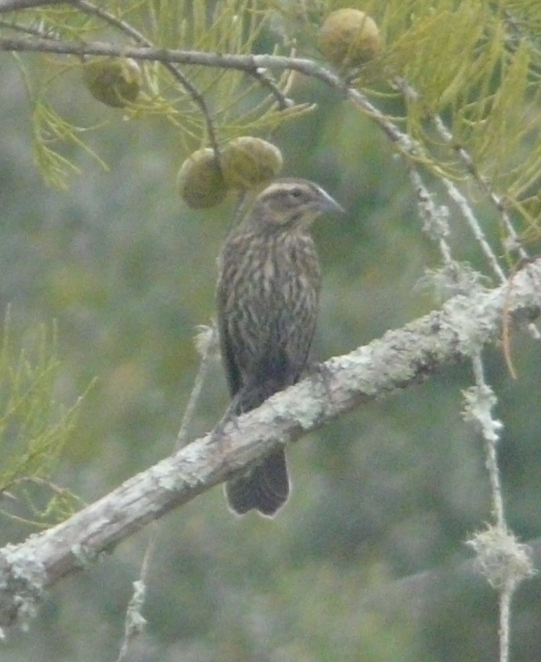 Red-winged Blackbird - ML494869041